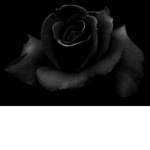 Dark rose garden
