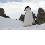 Penguin Army - New Game