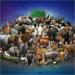 Everything about animals