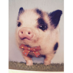 Baby pigs