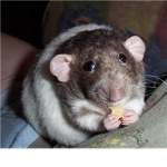 Mr.Rat