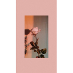 rose outfitters <3