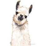 Llama Besties!