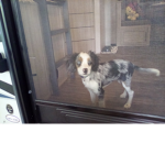 Puppies-are-cute