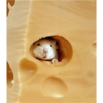 cheez luvers hehe