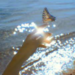.Butterflies..
