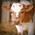 Cow gang (love all)
