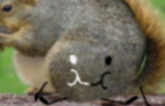 Squirrelly Squirrel Squad