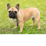 I LUV DOGS