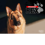 Rex Studios.