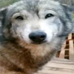 /therapeutic Group Thumbnail