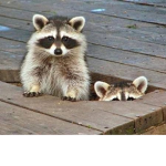 Raccoon Bandits