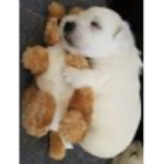Puppy’s for life<3