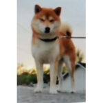 Shiba is cute dog group