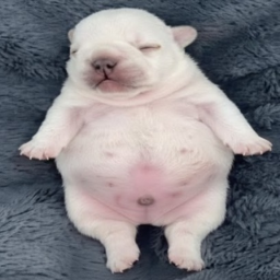 Jump Into Pibbles