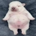 Jump Into Pibbles icon