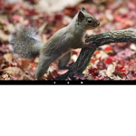 Dem squirrels