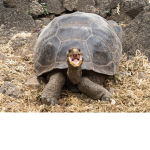 Turtle friends for ever