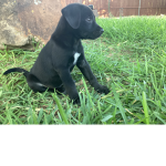 Puppy poop pup