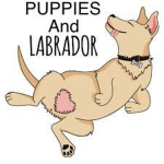 • Dakota’s Puppies <3 •
