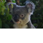 koala cuties!