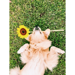 -Sunflower_Aesthetics-