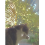 .*Faery Kittenz*.