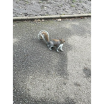The Squirrel FANS!