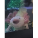 More Axolotls