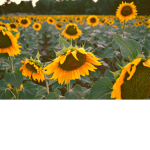 Bloxburg Sunflower Family