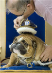 Bulldog Kings