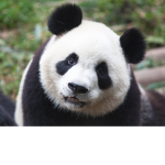 company saves pandas