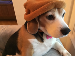 dogs rule club