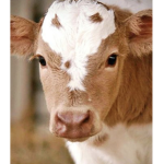 Those ‘CowBoys/Cowgirls’