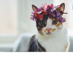 Kitty mitty army .