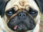 Cool Mops gang
