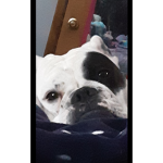 PuppyNashon