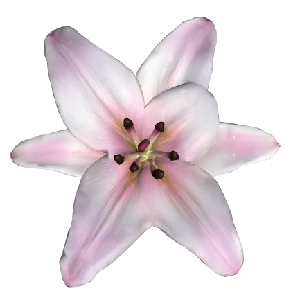 Summer Realistic Hair Flower Roblox item