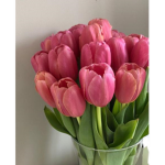 aurora's tulips