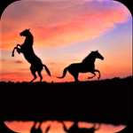 SunShine Stable (FR)