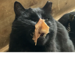 A group for you and your cat.