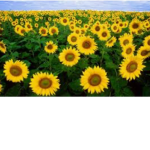 Sunshine_..squad