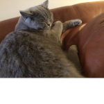 this is the cat group I guess