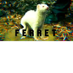f e r r e t