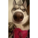 Doggo=husky
