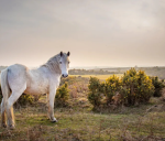 Luv For Horses