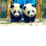[PanzyPandaz]