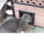 Cat love group!!!