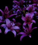 lilies in shadow