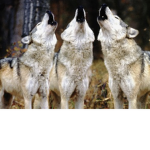 wolfs•